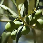 S'Olivera Des Capdella