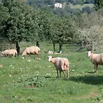 S' Oratge