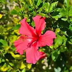 Finca Muro 022